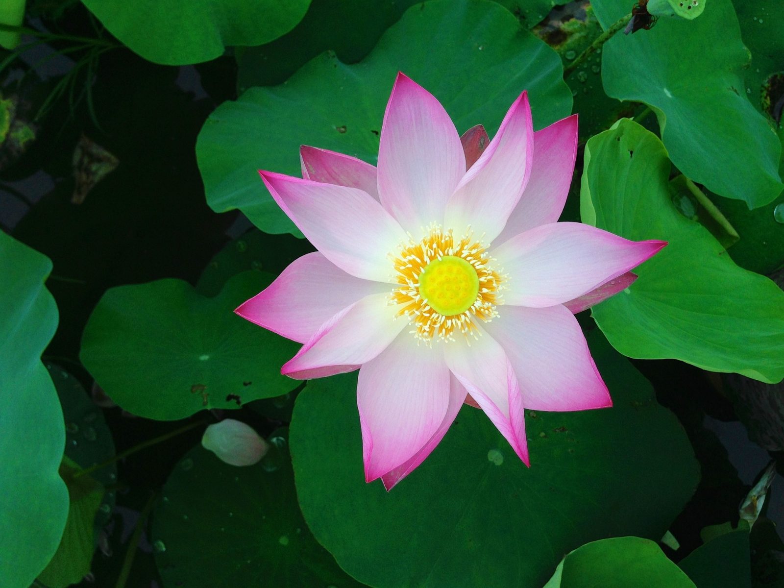 lotus vert rose